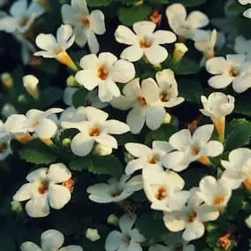 Bacopa monnieri plant